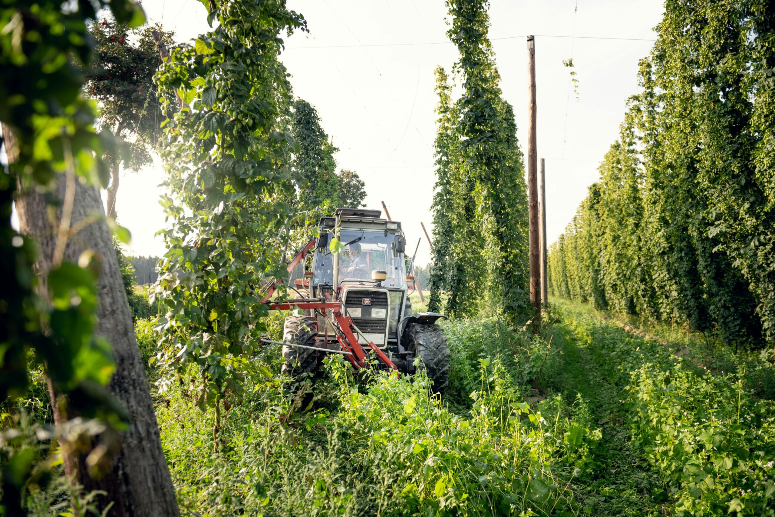 Im Waldviertler Hopfengarten