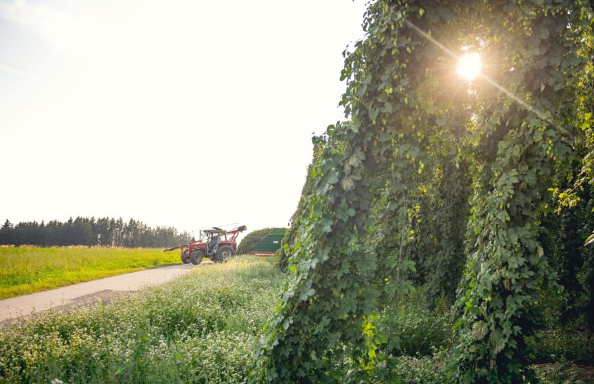 Hopfengarten mit Waldviertel